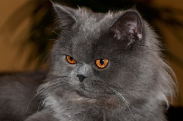 gray cat with orange eyes looking at other