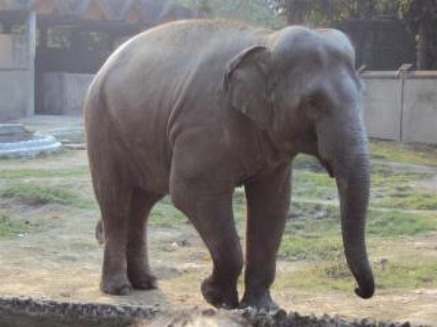 gray elephant walking at alipur zoo