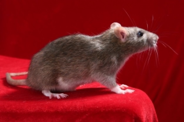 gray rat side view on red cloth of rat studio