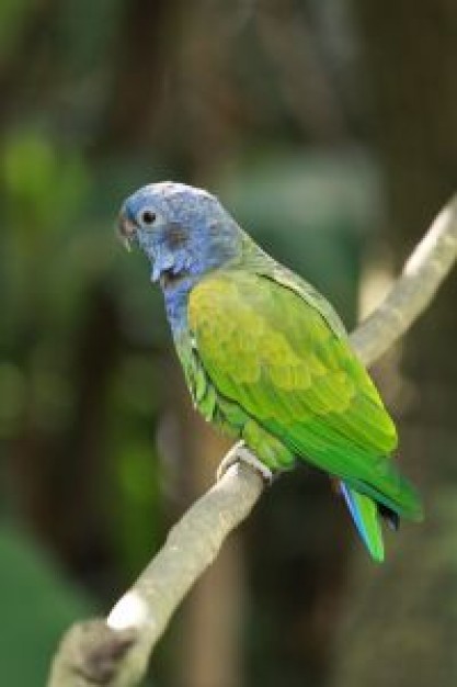 green bird standing at the branch in side view