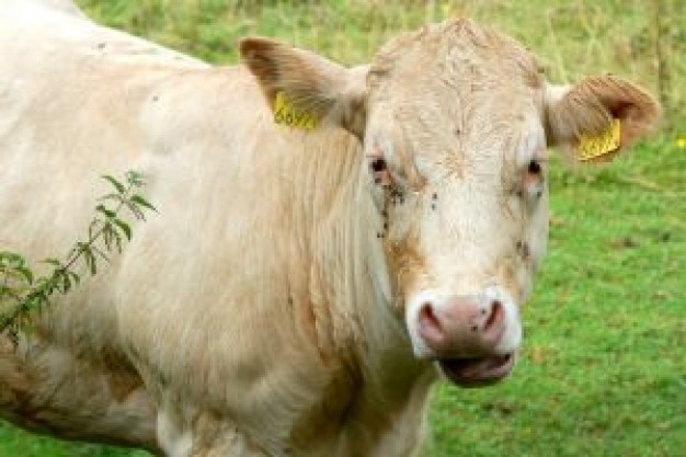 grizzled cow at the grass