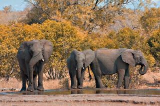 group of black kruger park elephants beside the river