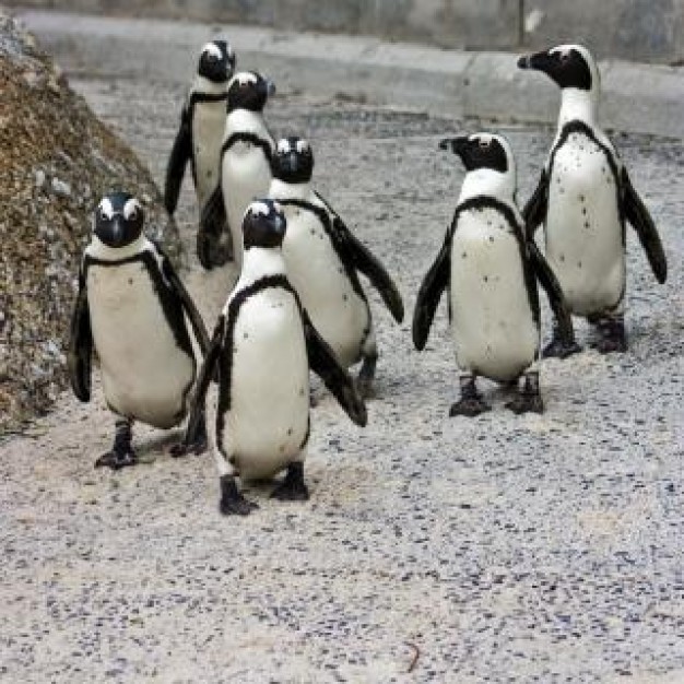 group of funny penguin posse on grit road
