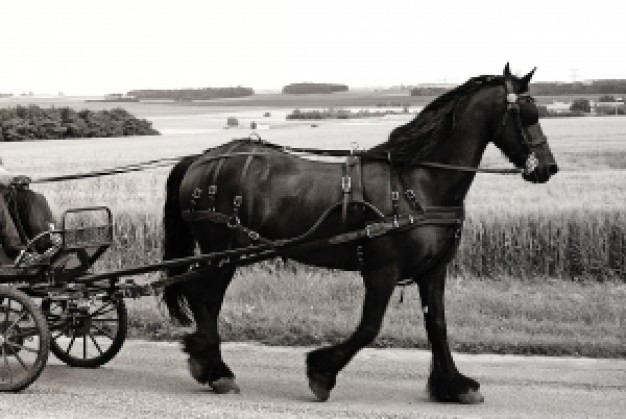 harness and carriage riding on country road