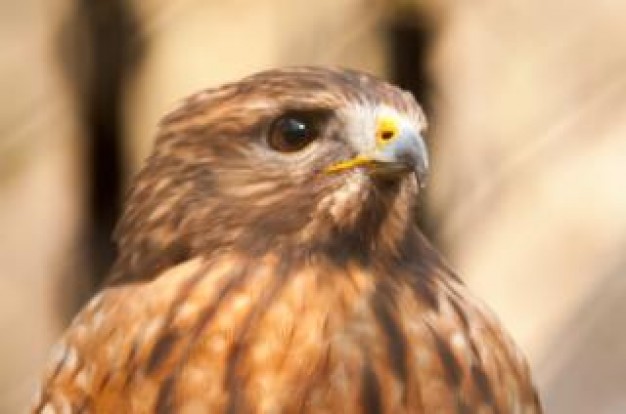 hawk animal predator facial photo