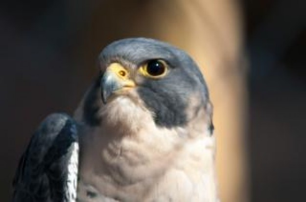 hawk bird animal facial in front view