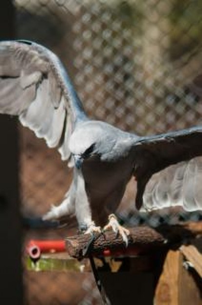 hawk bird predator spreading its wings