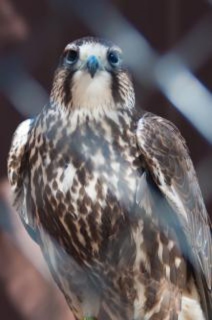 hawk feature in front view