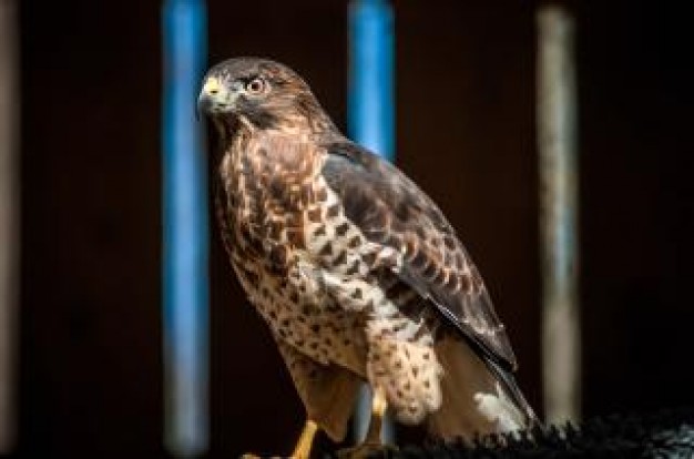 hawk hunter predator facial photograph