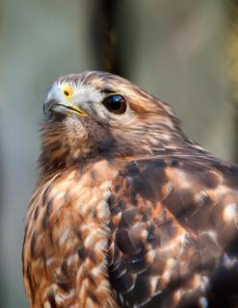 hawk predator bird facial in front view