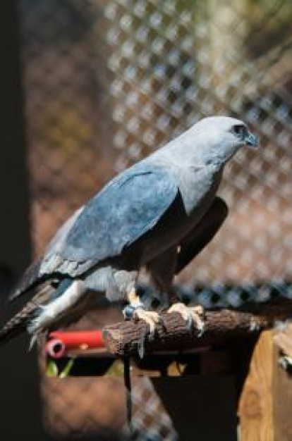 hawk raptor bird feathers predator standing on stick