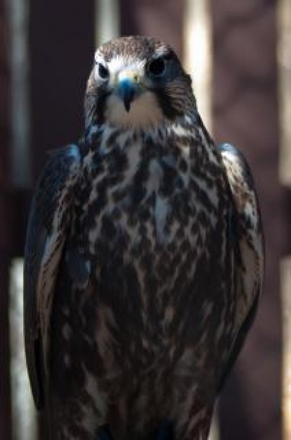 hawk raptor hunter feathers standing and look at you