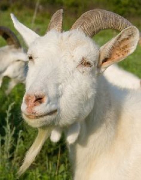 he goat Portrait in front view
