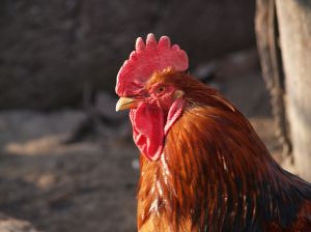 head of cock watching out outdoor in side view