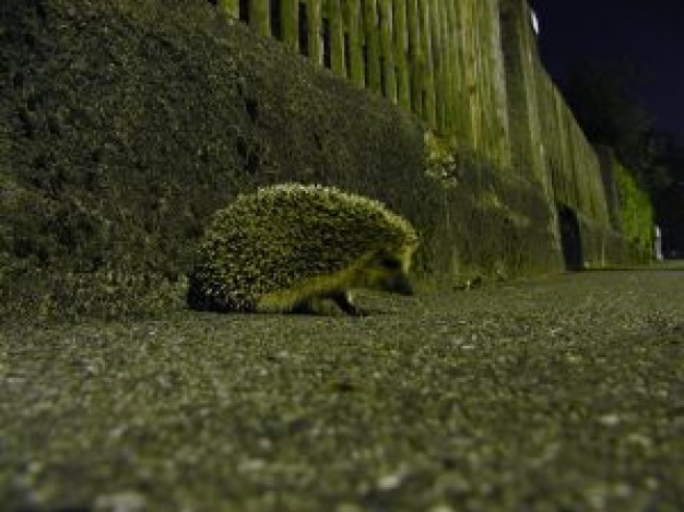 hedgehog walking outside of wall in the night