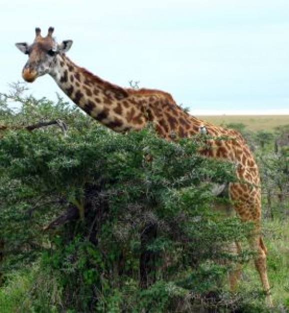 high giraffe eating at the top of tree