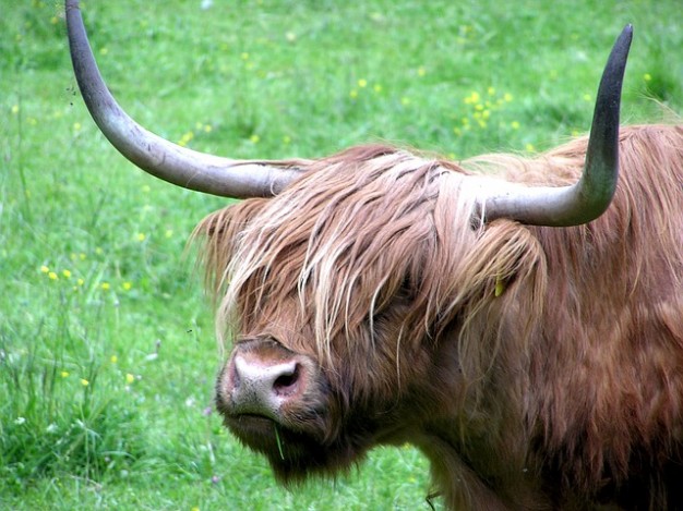 highlander cow of bovino pasture animal with horns