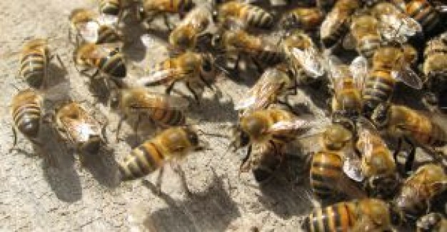 Honey bees on ground