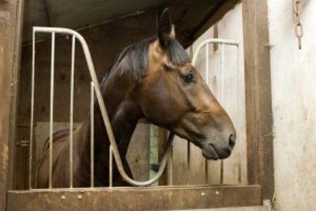 horse at barn in front view