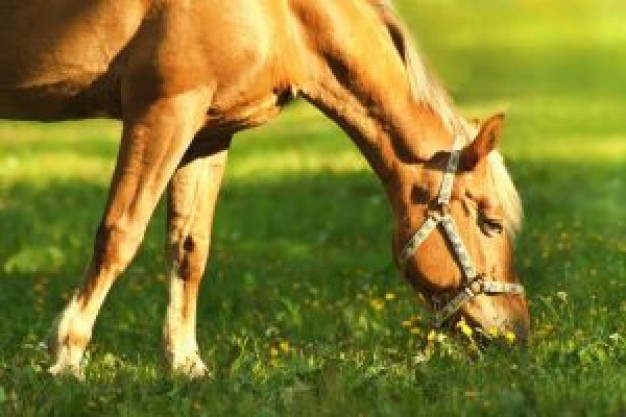 horse eating the grass under sun in side view