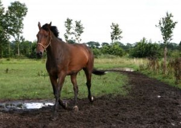 horse portrait running over mud road