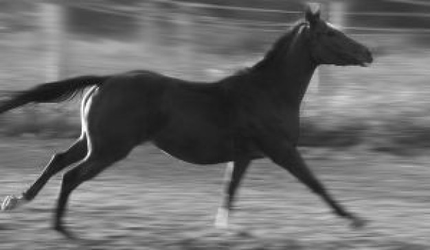 horse running high speed at road