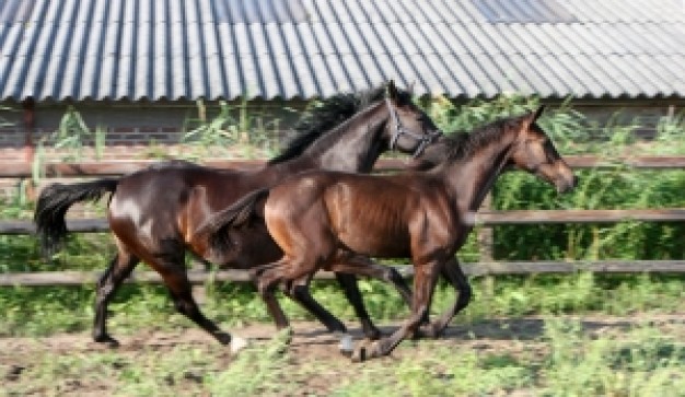 horses running in farm