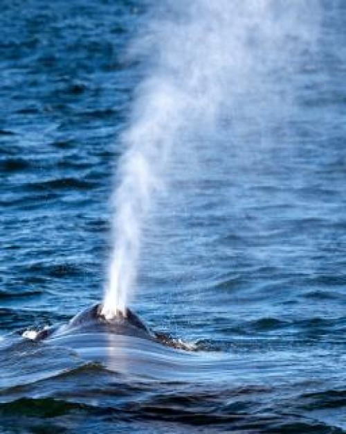 humpback whale tail blow in the sea