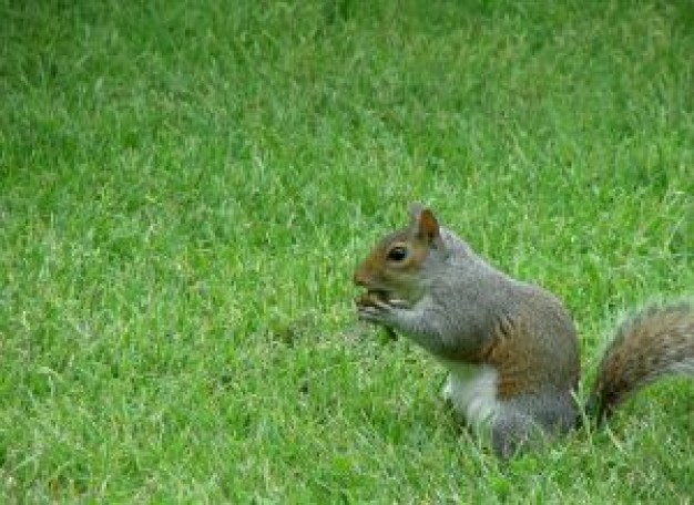hungry squirrel at the grass