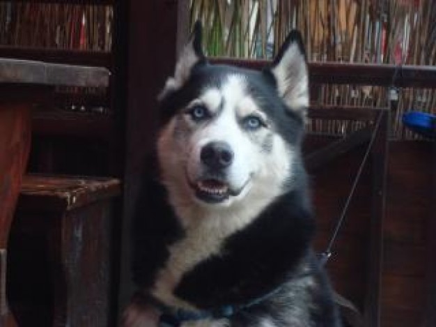 husky dog looking at me indoor