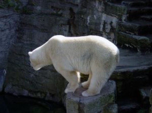 ice bear standing on the stone column
