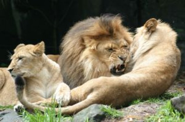 king of the forest lion play fighting on the stone