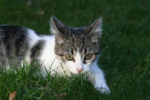 kitten cat lying at the grass