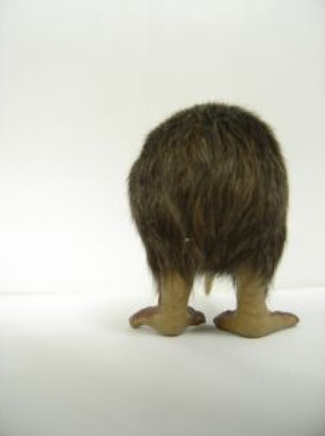 kiwi in back view