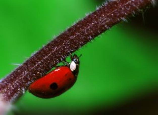 ladybird crawling up Plant rootstock