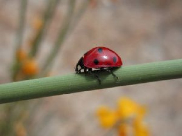 laladybug crawling at the green stick