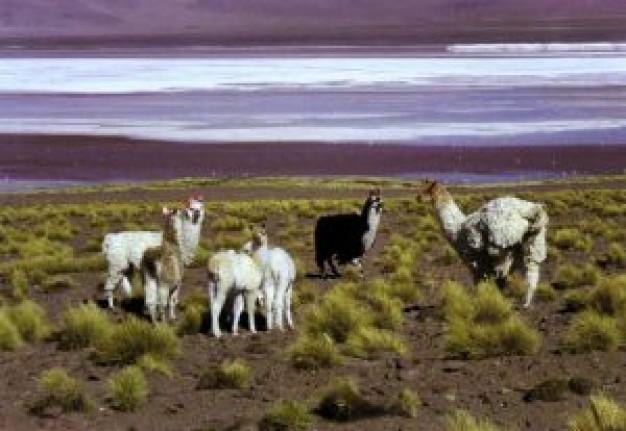 lama in peru at the grass