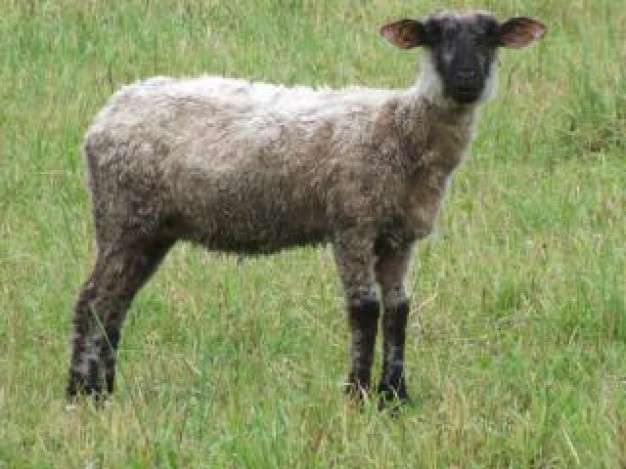 lamb on grass is looking at you