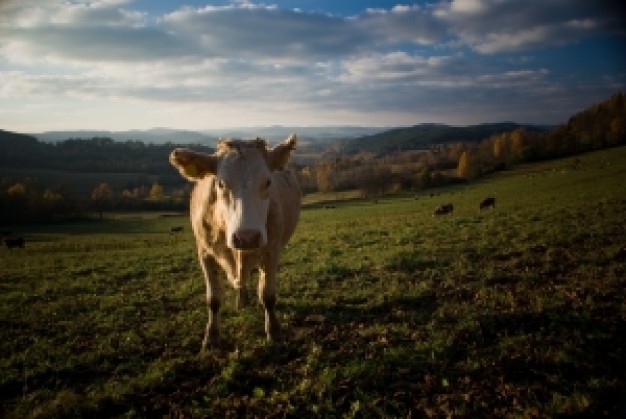 landscape with cow and cloudy sky
