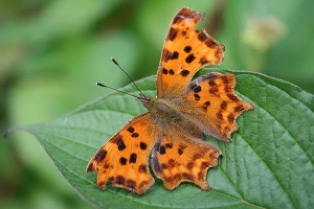 leopard butterfly flying on green leaf