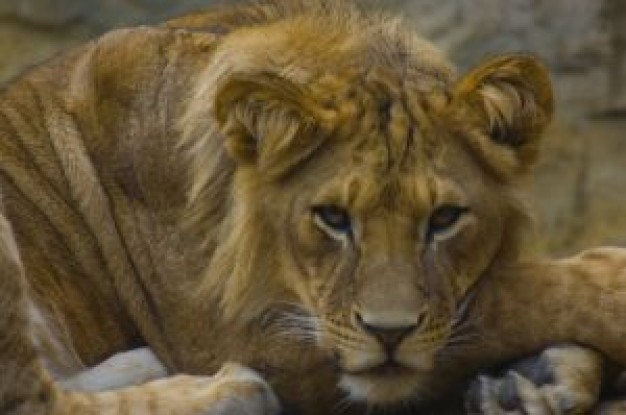 lion facial lying on the floor in front view