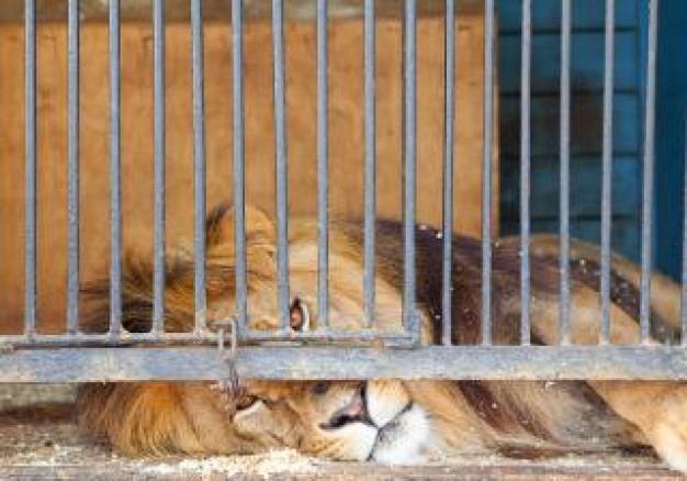 lion lying in cage