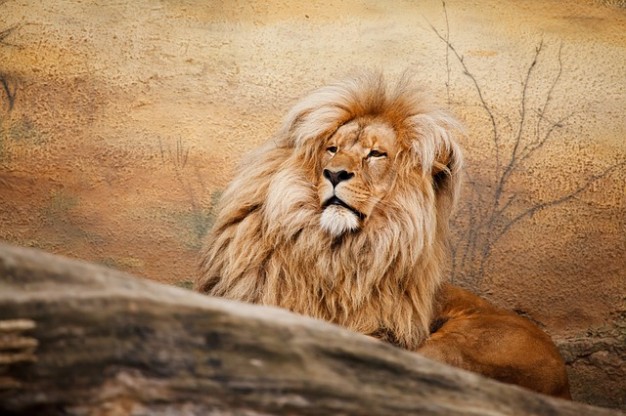 lion of face feline resting on field africa animal in autumn