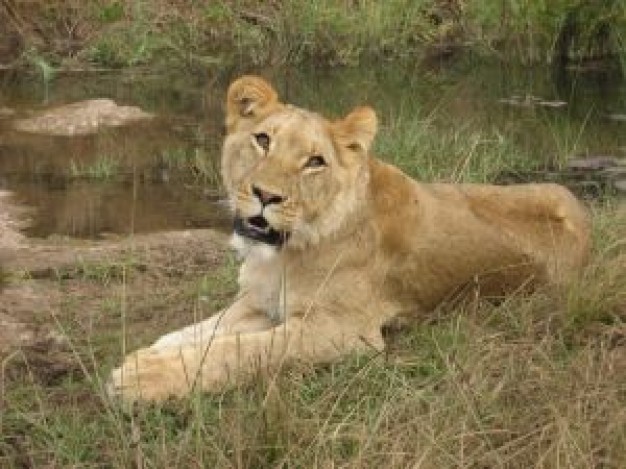 lioness looking at you and lying at the side of river