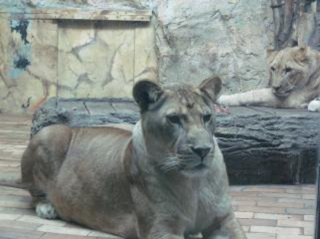 lions resting near the pool