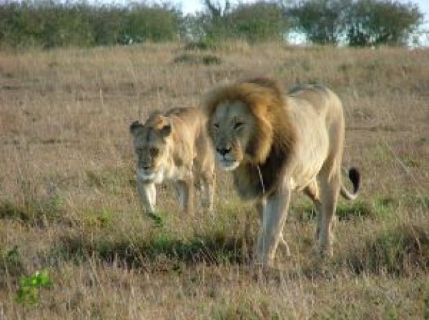 lions walking over grass