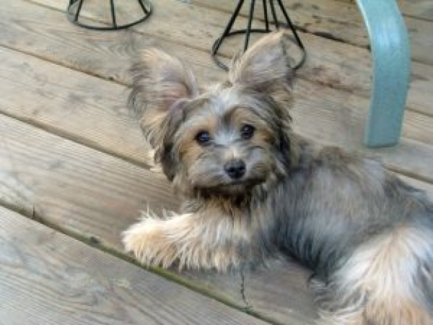 little puppy jumping on the wood floor