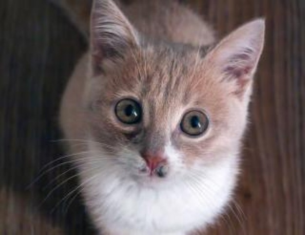 little young kitten facial looking at you on wood floor