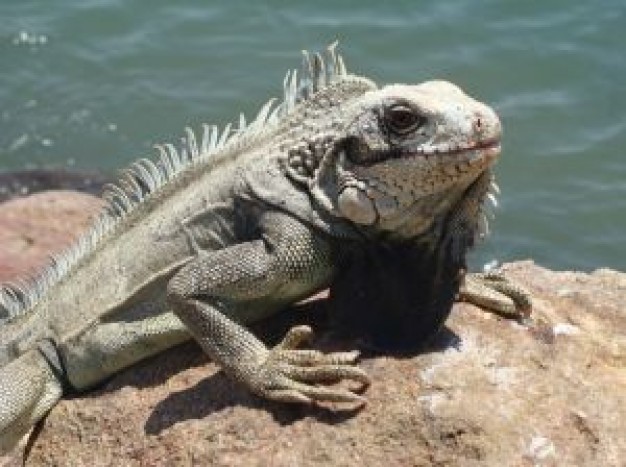 Lizard beside the river