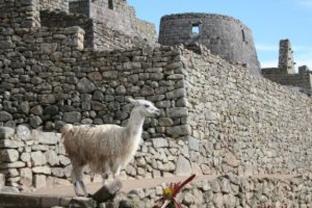 llama watching out at out of castle